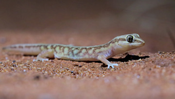 Wallpaper thumb: Sand-plain Gecko